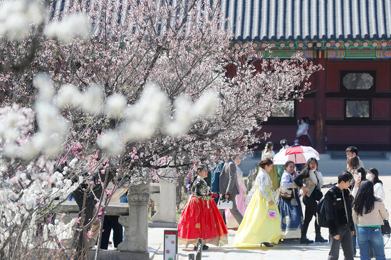 서울 낮 최고 기온이 14도까지 오른 26일 서울 종로구 경복궁에 활짝 핀 봄꽃이 나들이객을 맞이하고 있다. 2023.3.26/뉴스1