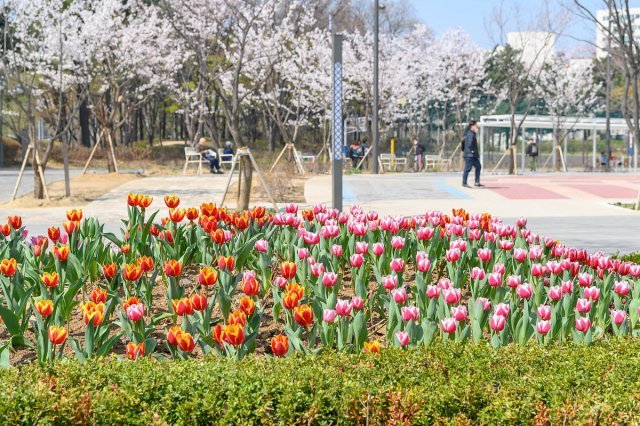 서울 양천구 목동 파리공원에 색색의 튤립과 벚꽃이 어우러져 있는 모습. 양천구 제공