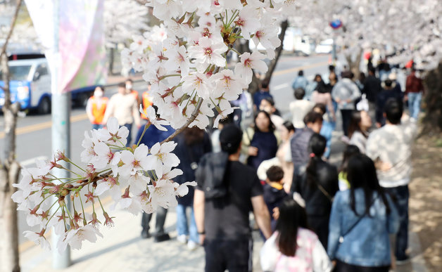1일 오전 서울 영등포구 여의도 윤중로를 찾은 시민들이 벚꽃길을 걸으며 봄을 만끽하고 있다. 2023.4.1/뉴스1