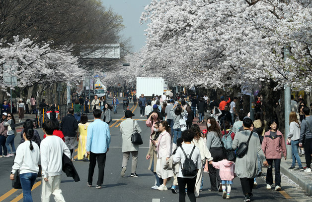 1일 오전 서울 영등포구 여의도 윤중로를 찾은 시민들이 벚꽃길을 걸으며 봄을 만끽하고 있다. 영등포구는 오는 4일부터 9일까지 윤중로에서 4년만에 사회적 거리두기 없이 열리는 ‘영등포 여의도 봄꽃축제’로 1일 오전 10시부터 10일 정오까지 국회 둔치주차장인근 1.7km 구간 국회 뒤편 여의서로의 차량 통행이 24시간 전면 통제된다고 밝혔다. 2023.4.1 뉴스1