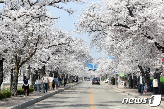 전북 정읍의 대표적인 벚꽃 명소인 정읍천 일대에 벚꽃이 절정을 이루고 있다. 정읍시 제공 2023.4.1 뉴스1