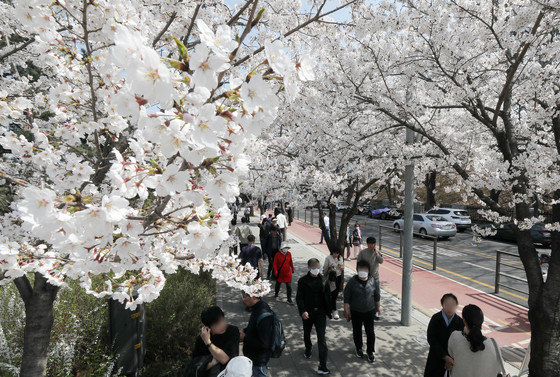 31일 오후 여의도봄꽃축제를 앞두고 벚꽃이 활짝 핀 서울 여의도 여의서로에서 시민들이 즐거운 시간을 보내고 있다. 코로나19 사태이후 영등포 여의도봄꽃축제가 4년만에 전면개최된다. 봄꽃축제는 4일부터 9일까지 열리며 1일부터 차량이 전면 통제된다. 2023.3.31. 뉴스1