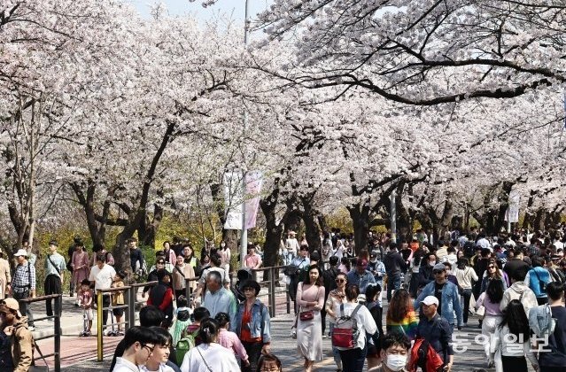 지난 2일 서울 영등포구 여의도 여의서로 벚꽃길의 모습. 출처=동아일보