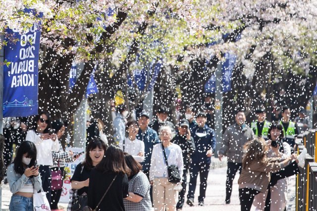 “개막 전날 벚꽃엔딩?”  3일 서울 여의도 윤중로를 찾은 시민들과 관광객들이  벌써 낙화 하며 흩날리는 벚꽃잎 사이를 걷고 있다. 뉴스1