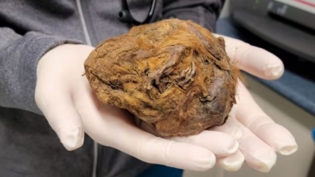 캐나다 유콘 준주 클론다이크 지역에서 무려 3만년 전 북극 땅다람쥐 미라가 발견됐다고 지난 29일(현지시간) 캐나다 CBC뉴스가 보도했다. 캐나다 CBC 뉴스