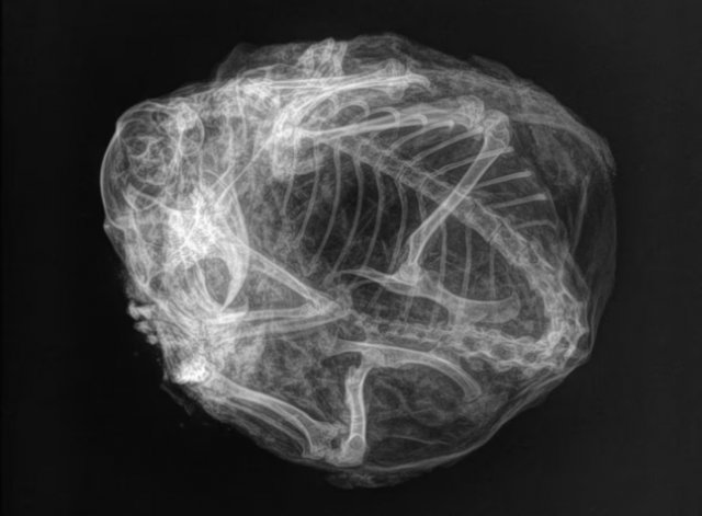 3만년 전 미라가 된 북극 땅다람쥐의 단단한 뼈가 보이는 X레이 사진. 캐나다 CBC 뉴스
