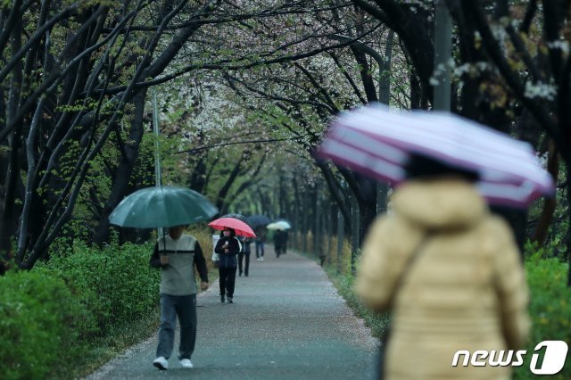 전국 곳곳에 봄비가 내린 5일 오전 서울 강남구 양재천 밀미리다리 산책길에서 우산을 쓴 시민들이 벚꽃길을 산책하고 있다. (서울=뉴스1)