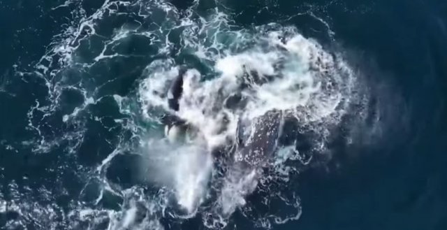 회색고래(귀신고래) 2마리를 공격하는 범고래들. WKYC Channel 3 유튜브 캡처