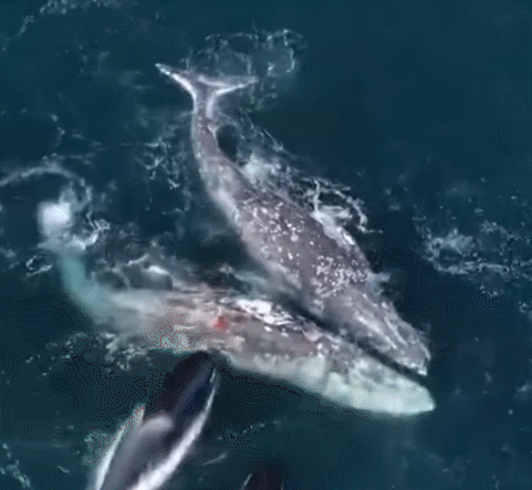 회색고래(귀신고래) 2마리를 공격하는 범고래들. WKYC Channel 3 유튜브 캡처