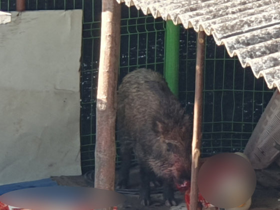 멧돼지.(해당사진은 기사와 무관) 2023.1.12. 뉴스1