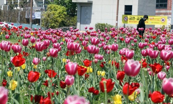 8일 오전 제주시 산짓물공원에 튤립이 활짝 피어 봄기운을 물씬 풍기고 있다. 2023.4.8/뉴스1 ⓒ News1