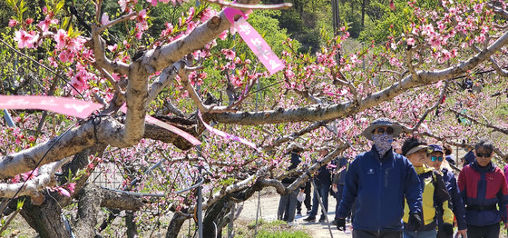 8일 경북 경산시 남산면 반곡지 일원에서 열린 ‘복사꽃길 걷기’행사에 참여한 시민들이 복사꽃이 만발한 밭 사이로 걷고 있다. 반곡지는 수백년된 왕버들 20여 그루가 줄지어 선 나무터널이 아름다워 문화체육관광부 ‘사진찍기 좋은 녹색명소’로 선정된 곳이다. 2023.4.8/뉴스1 ⓒ News1