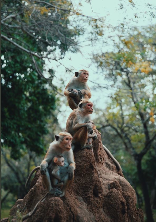 스리랑카에 사는토크 마카크 원숭이. @Welikumbura트위터 캡처