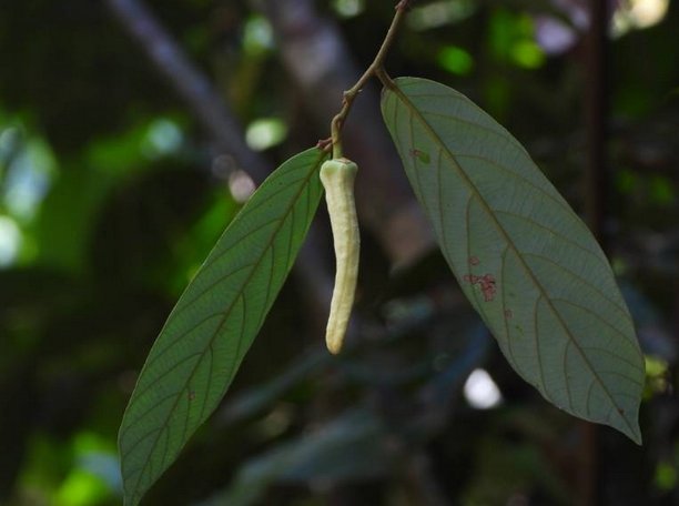 사진출처=Biodiversity CHM Thailand