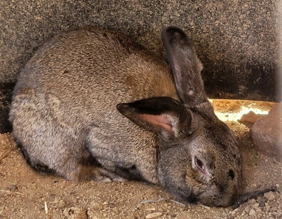 강릉 산불 현장에서 구조된 토끼. 검게 그을린 채 발견됐다. 동물자유연대