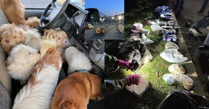 차 안에서 발견된 개·고양이 사체 40구…美 분노｜동아일보