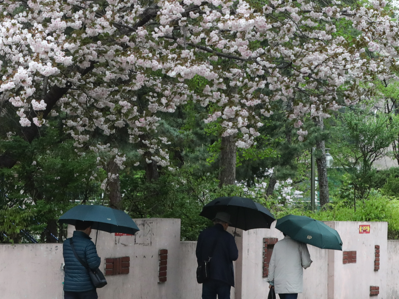 14일  전국적으로 내린 비가 주말인 15일까지 이어지겠다. 우산을 쓴 시민들이 벚꽃 나무 아래를 지나고 있다. 뉴스1
