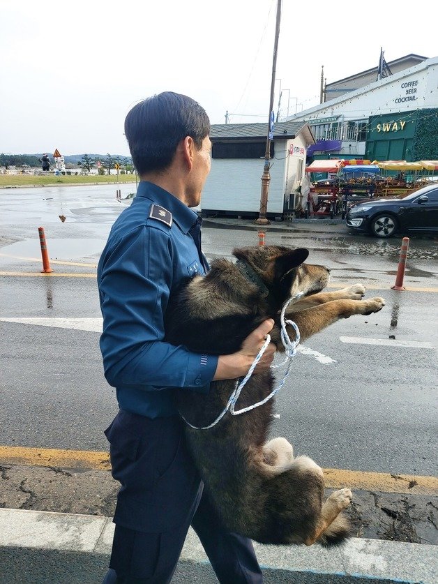 지난 11일 강릉 산불 최성기 속 강릉경찰서 소속 경찰관이 구출한 어린 진돗개.(강릉경찰서 제공) 2023.4.14