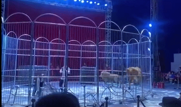 중국 서커스단에서 탈출한 사자. @sirajnoorani 트위터 캡처