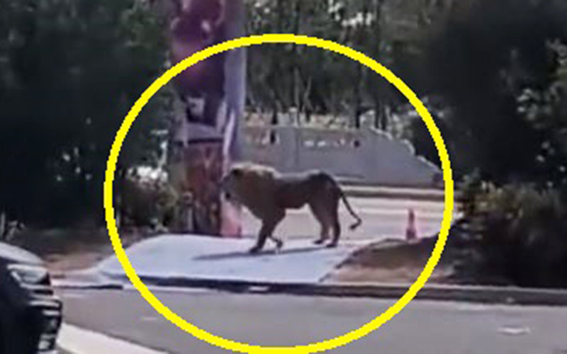 중국 서커스단에서 탈출한 사자가 주자창에 어슬렁 거리고 있다. @sirajnoorani 트위터 캡처