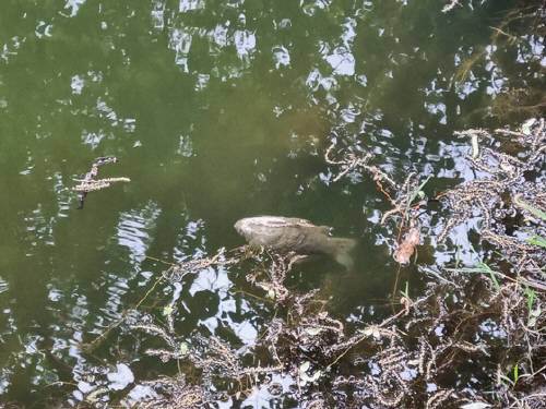 지난 16일 광주 서구 풍암호수 제1목교 인근에 물고기가 죽은 채 떠다니고 있는 모습. (독자 제공) 2023.4.18/뉴스1