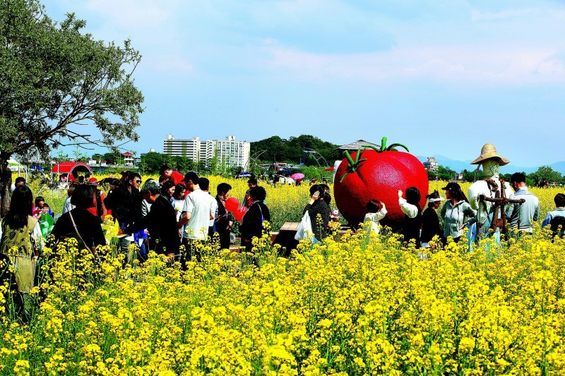 전국 최대의 방울토마토 산지인 세도면에서 열리는 ‘부여세도 방울토마토 & 유채꽃축제’.