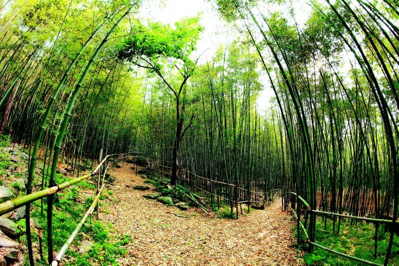 충남 오서산자연휴양림 대나무 숲.