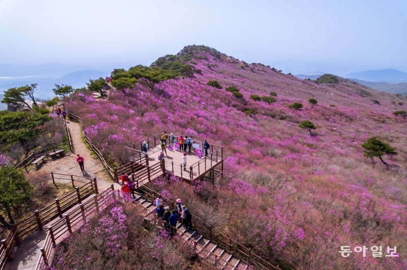 대구 달성군 비슬산 정상은 국내 최대 참꽃(진달래) 군락지이다. 대견사에서 대견봉(해발 1035m)에 이르는 99만여 ㎡(약 30만 평)의 고원에 진홍색 주단을 깔아 놓은 듯하다. 군데군데 푸른 소나무를 제외하고는 온통 진달래 꽃대궐이다.