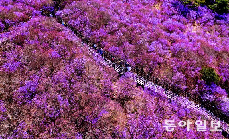 대구 달성군 비슬산 정상은 국내 최대 참꽃(진달래) 군락지이다. 대견사에서 대견봉(해발 1035m)에 이르는 99만여 ㎡(약 
30만 평)의 고원에 진홍색 주단을 깔아 놓은 듯하다. 군데군데 푸른 소나무를 제외하고는 온통 진달래 꽃대궐이다.