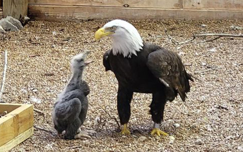 세계 조류 보호소에서 지내고 있는 머피와 새끼 독수리. World Bird Sanctuary 페이스북 캡처