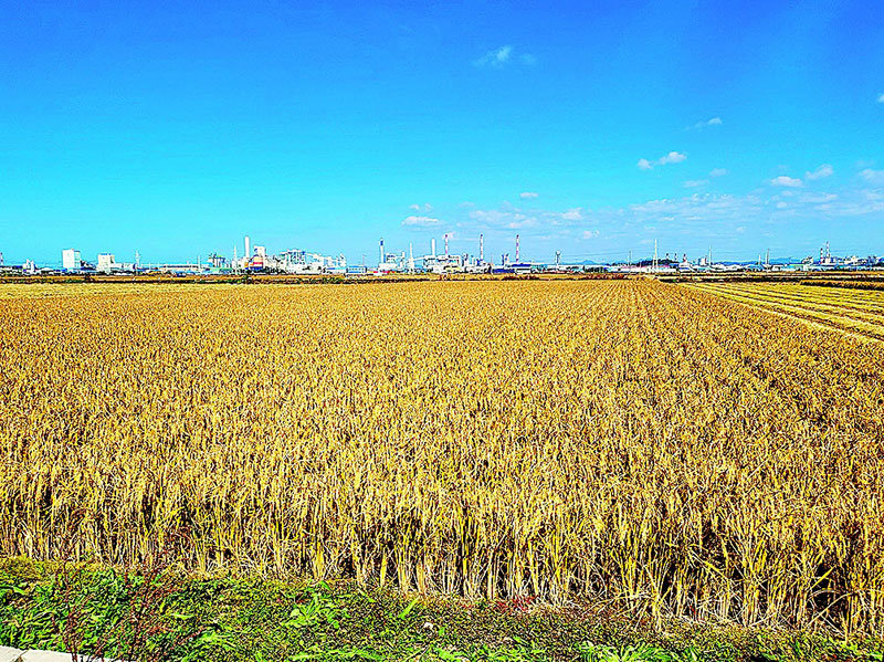 국내 가루쌀 재배단지 모습. 농림축산식품부 제공