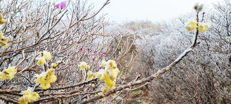 전북 무주군 덕유산이 26일 오전 영하 3.3도로 떨어지면서 향적봉과 중봉 주능선에 상고대가 길게 형성됐다. 국립공원사무소 제공