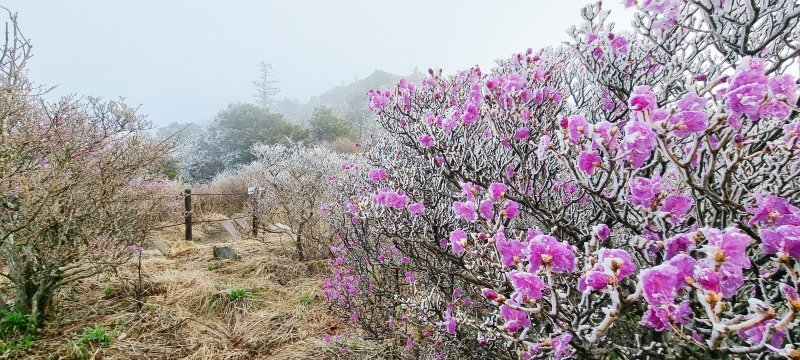 26일 전북 무주 덕유산국립공원에 핀 진달래에 상고대가 피어있다. 국립공원사무소 제공