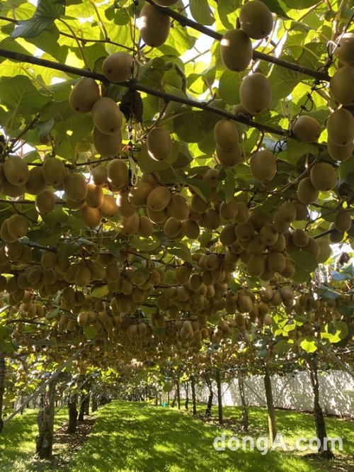 뉴질랜드의 한 농장에 있는 키위나무에 키위 열매가 주렁주렁 매달려 있다. 사진=윤우열 동아닷컴 기자 cloudancer@donga.com
