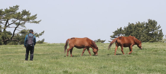 17일 오전 제주 5·16도로에 위치한 마방목지에서 천연기념물 347호 제주마들이 풀을 뜯고 있다. 제주도 축산진흥원은 겨울철 진흥원에서 방목하던 제주마를 매해 4월부터 마방목지로 보내 제주의 영주십경 중 하나인 고수목마를 재현하고 있다. 2023.4.17/뉴스1