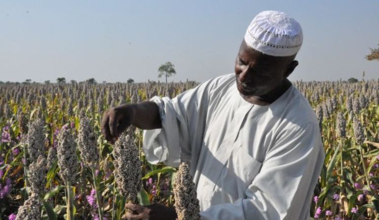 수단 블루나일 지역의 대형 농장에서 한 농부가 작물을 돌보고 있다. 수단은 아랍연맹 소속 22개국 중 가장 넓으면서도 질 좋은 농지와 목축지를 보유해 농업 발전 가능성이 높은 나라로 꼽힌다. 수단 트리뷴 홈페이지 캡처