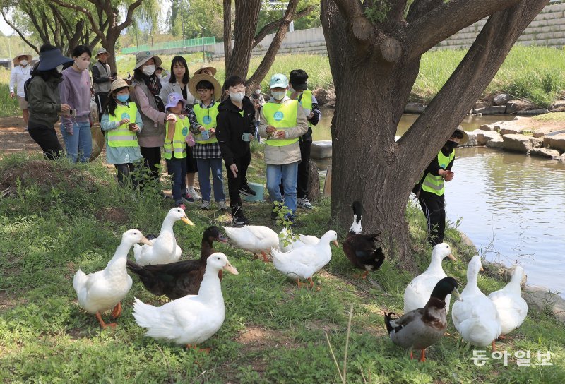 1일 서울 양재천 ‘천천투어’에 참여한 어린이들이 오리에게 모이를 주고있다. 김재명 기자 base@donga.com