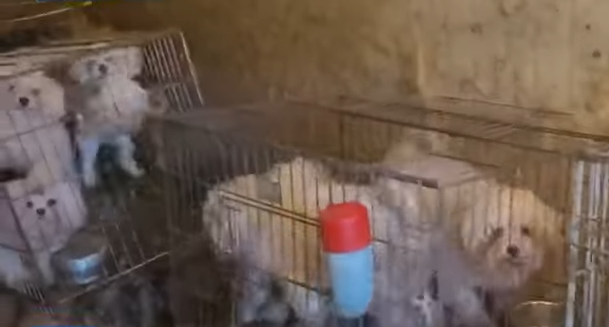 전북 진안군 등에 따르면 동물생산업 허가없이 개 번식장을 운영한 A 씨(36)가 합동 단속에 적발됐다. 유튜브 ‘KBS뉴스 전북’ 갈무리