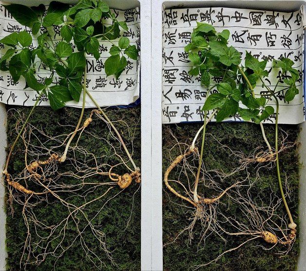 덕유산서 발견된 천종산삼(한국전통심마니협회 제공).