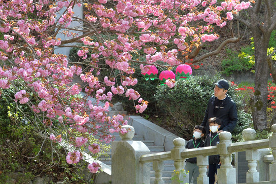 경북 포항시 남구 장기면 도암사 주변에 지난 4월10일 핀 겹벚꽃. 뉴스1
