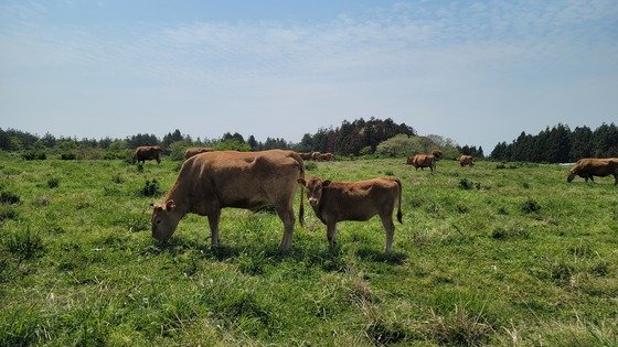제주 한우(제주도 제공)2023.2.15. 뉴스1