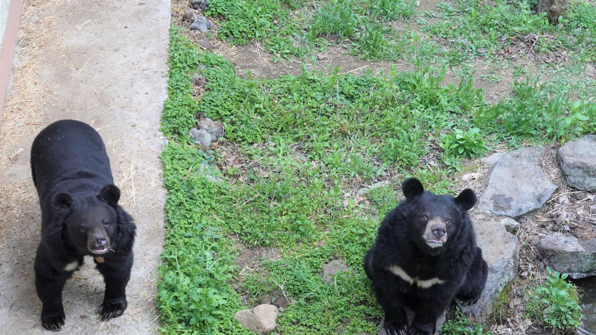 의신 베어빌지리의 모년 반달곰. 왼쪽이 엄마인 ‘산이’이고 오른쪽인 딸인 ‘강이’다.  엄마 곰이 딸 곰에게 먹을거리를 많이 양보한다고 한다.