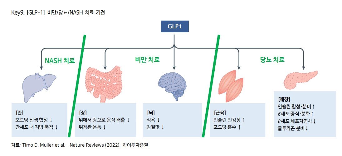 GLP-1 호르몬 유사체가 치료제로 작용하는 원리. 자료:하이투자증권
