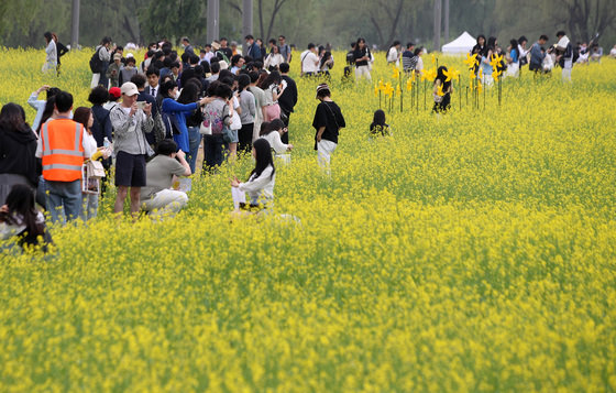 13일 오후 서울 서초구 반포한강공원 서래섬 일대에서 열린 ‘2023 한강 서래섬 유채꽃 축제’에서 시민들이 주말 꽃나들이를 즐기고 있다. 2023.5.13 뉴스1