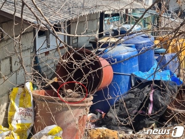 1250여 마리의 반려동물 사체가 발견된 경기 양평군 한 주택 뒤편에 있는 고무통에 개 사체로 추정되는 갈색 물체가 튀어나와 있다. 뉴스1