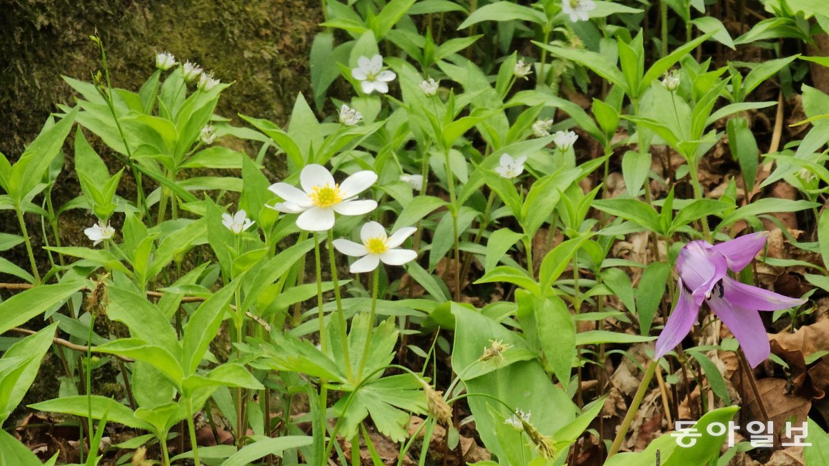 얼레지(오른쪽)와 홀아비바람꽃