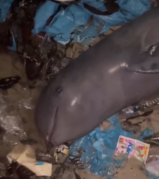 이달 초 인도네시아 방카벨리퉁주 토보알리 해변에서 이라와디돌고래 사체가 발견됐다. 인스타그램