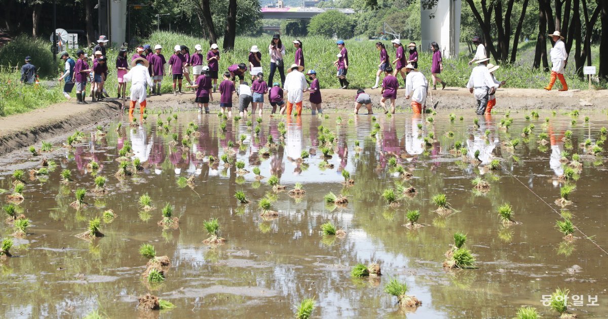 25일 오전 서울 강남구 개포동 양재천 벼농사학습장에서 열린 ‘양재천 전통 모내기 체험 행사’에서 개포 초등학교 학생들이 모를 심고 있다. 최혁중 기자 sajinman@donga.com