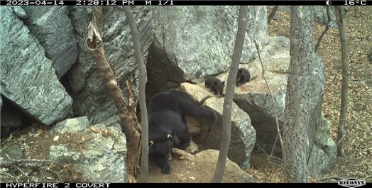 지리산에서 서식하고 있는 반달가슴곰. 환경부 제공
