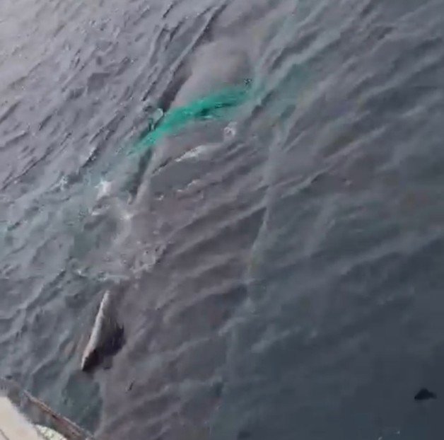 희귀종 ‘혹등고래’가 경남 홍도 동편 앞바다에서 그물망에 감긴 채 낚시선박 주위를 맴돌고 있다 (제보 영상 갈무리)